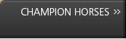Champion Horses